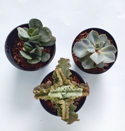 High angle view of succulent plant against white background