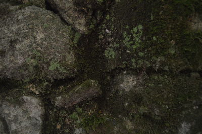 Full frame shot of moss growing on tree trunk