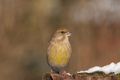 Close-up of a bird