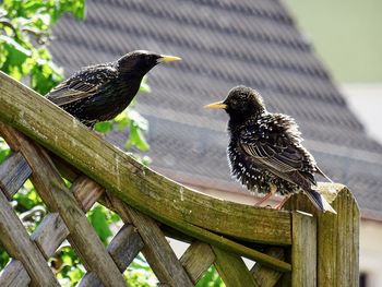 Close-up of birds perching on wood