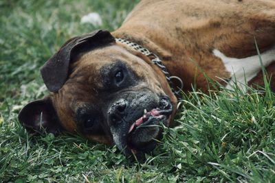 Close-up of a dog resting on field