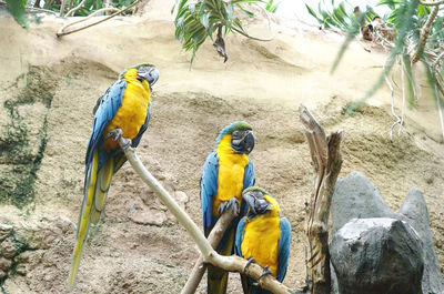 Two birds perching on branch in zoo