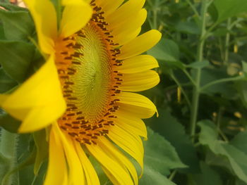 Close-up of yellow sunflower