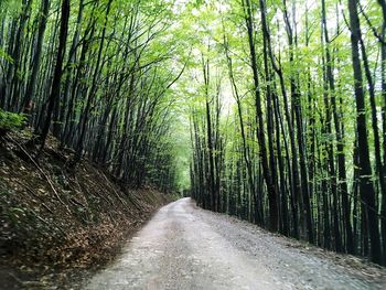 Walkway amidst trees