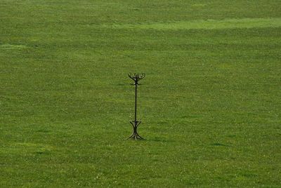 View of a horse on field