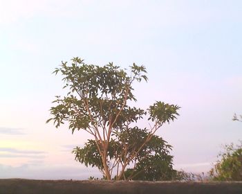 Trees growing on field