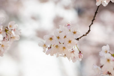 Close-up of cherry blossom