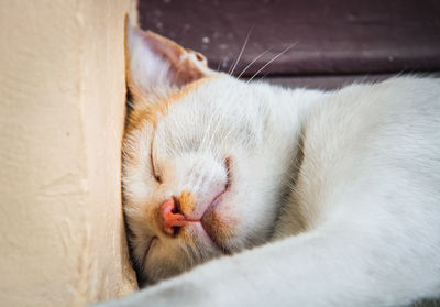 Close-up of cat sleeping