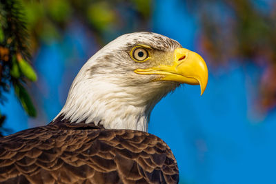 Bald eagle portrait