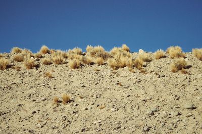 View of a desert against clear sky