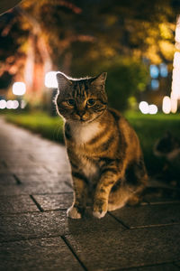 Portrait of cat sitting on footpath