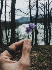 Close-up of hand holding purple flowering plant