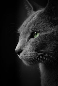 Close-up of cat looking away against black background