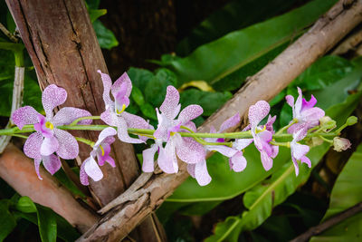 Close-up of pink flowering plant