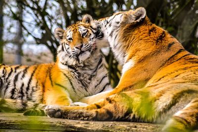 Close-up of tiger relaxing outdoors