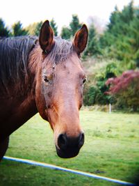 Close-up of horse on field