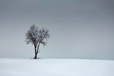 Tree on snow covered landscape against clear sky