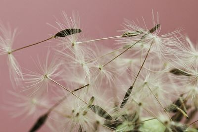 Close-up of flowers