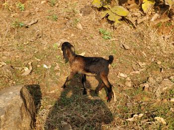 Dog standing on grass