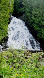 Scenic view of waterfall in forest