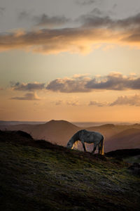 Horse in a field at sunset