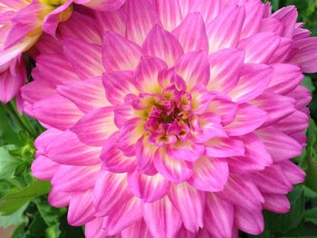 Close-up of pink flowers