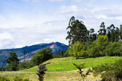 Scenic view of field against sky