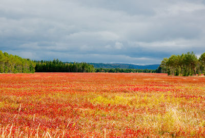 Wild cranberries 