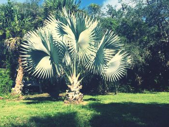 Palm trees on grassy field