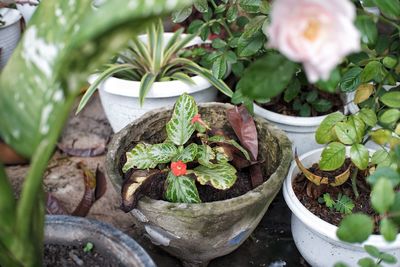 High angle view of potted plants in yard