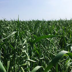 Close-up of crops growing on field against sky