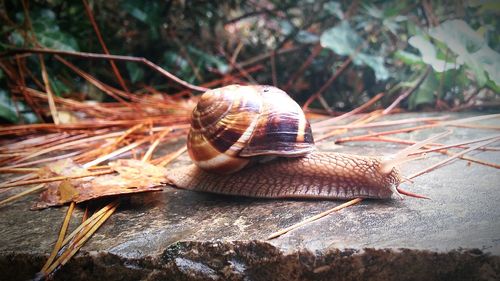 Close-up of snail on retaining wall