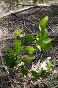 High angle view of plant growing on field