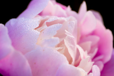 Close-up of pink rose flower