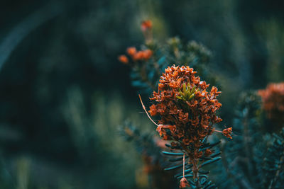 Close-up of orange flowering plant