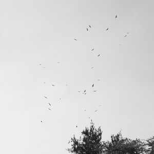 Low angle view of silhouette birds flying against clear sky