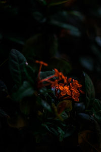 High angle view of orange flowering plant