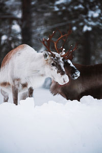 Low angle view of two reindeer