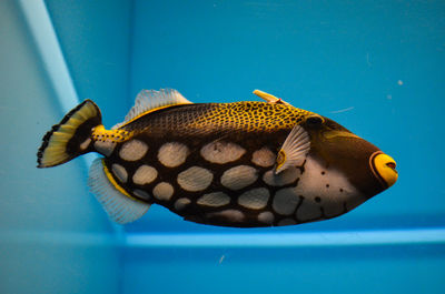 Close-up of fish swimming in aquarium