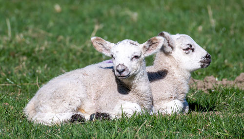 View of a sheep on field