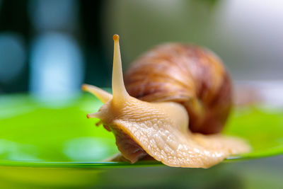 A large white snail glides along the edge of the plate. large white mollusks crawl slowly.