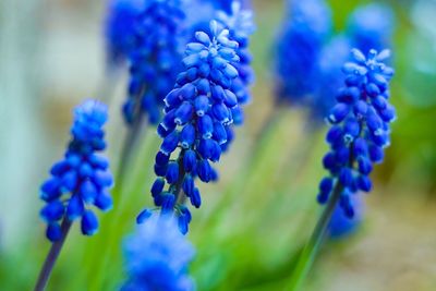 Close-up of blue flowering plants