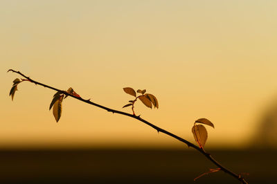 Close-up of twigs