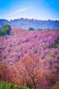 Scenic view of pink flowers on landscape