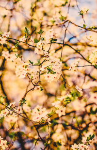 Close-up of cherry blossoms in spring