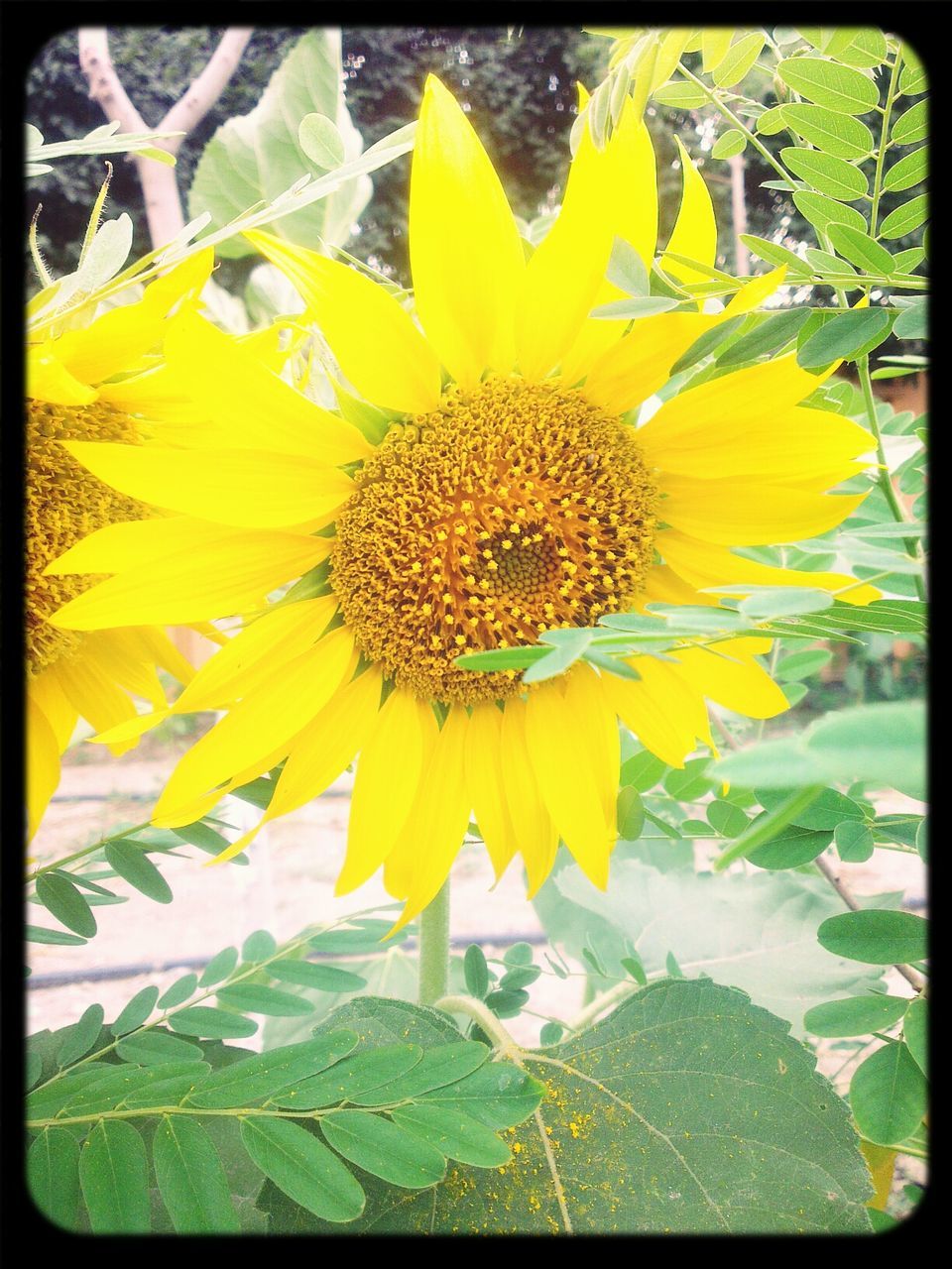 transfer print, flower, yellow, petal, flower head, freshness, fragility, growth, auto post production filter, beauty in nature, leaf, blooming, nature, pollen, plant, close-up, sunflower, single flower, in bloom, focus on foreground