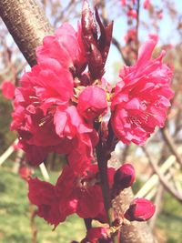 Close-up of pink flowers