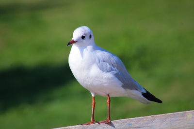 Close-up of seagull perching on wooden post