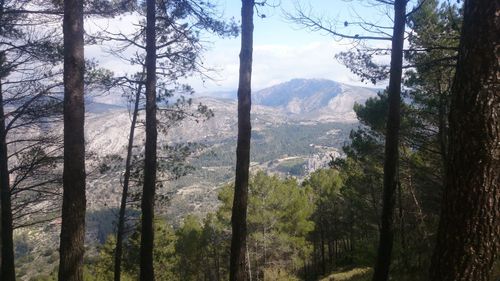 Panoramic view of pine trees in forest against sky