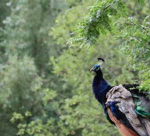 Side view of a peacock